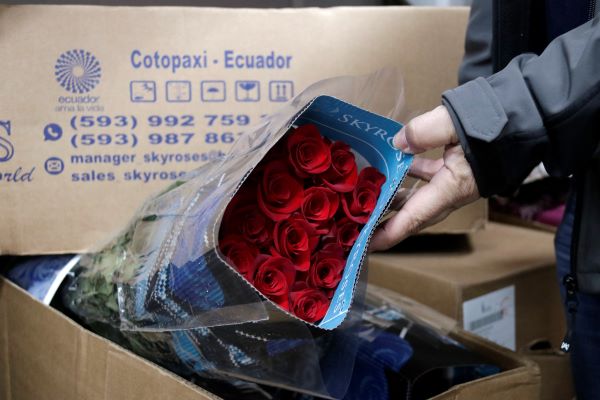 Roses from Ecuador ready to be prepared for Sant Jordi on April 18, 2022 (by Jordi Pujolar)